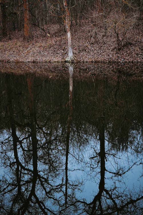 Foto profissional grátis de árvores, floresta, lago