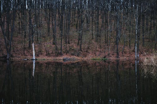 A Tree Trunks Near the Lake