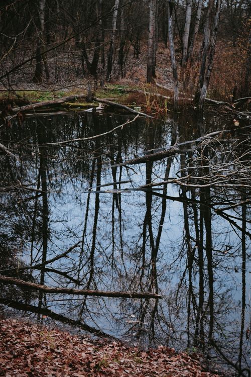 Free Serene leafless trees reflecting in a calm forest pond during fall. Stock Photo