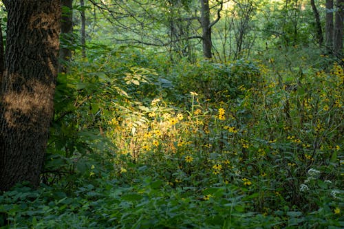 Gratis lagerfoto af grøn, gule blomster, kraftværker