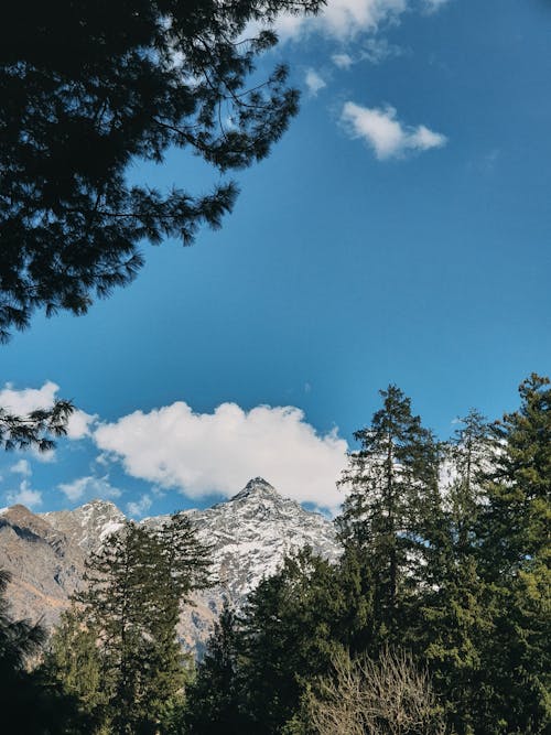 Kostenloses Stock Foto zu blauer himmel, grüne bäume, kalt
