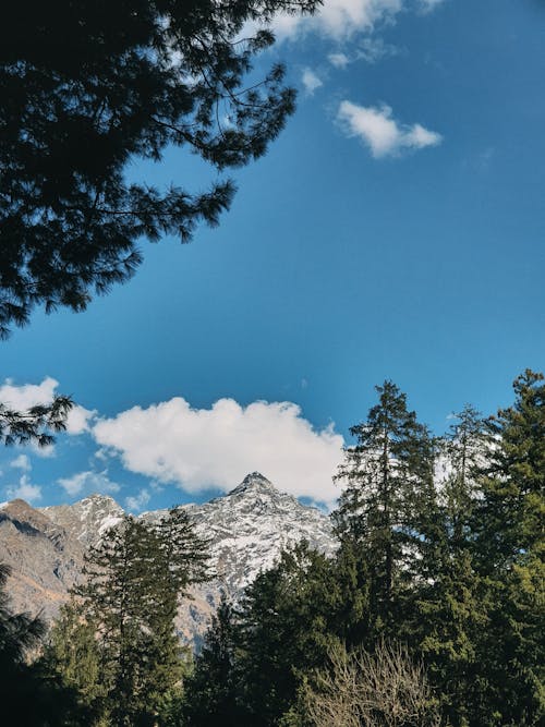 A Green Trees Near the Snow Covered Mountain Under the Blue Sky and White Clouds