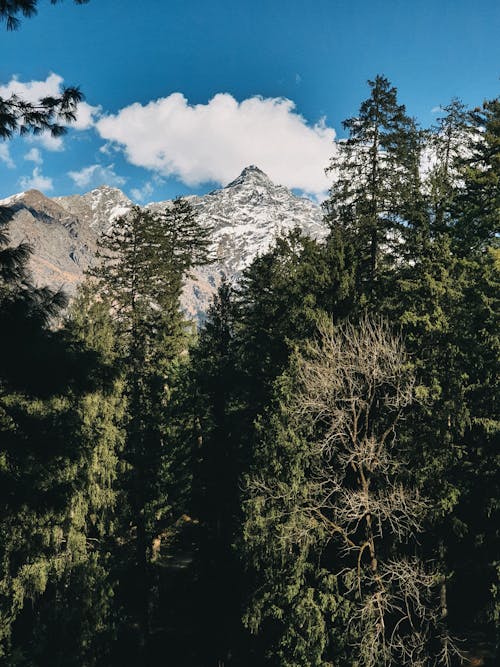 Kostenloses Stock Foto zu blauer himmel, grüne bäume, kalt