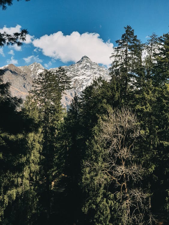 A Green Trees Near the Snow Covered Mountain Under the Blue Sky and White Clouds