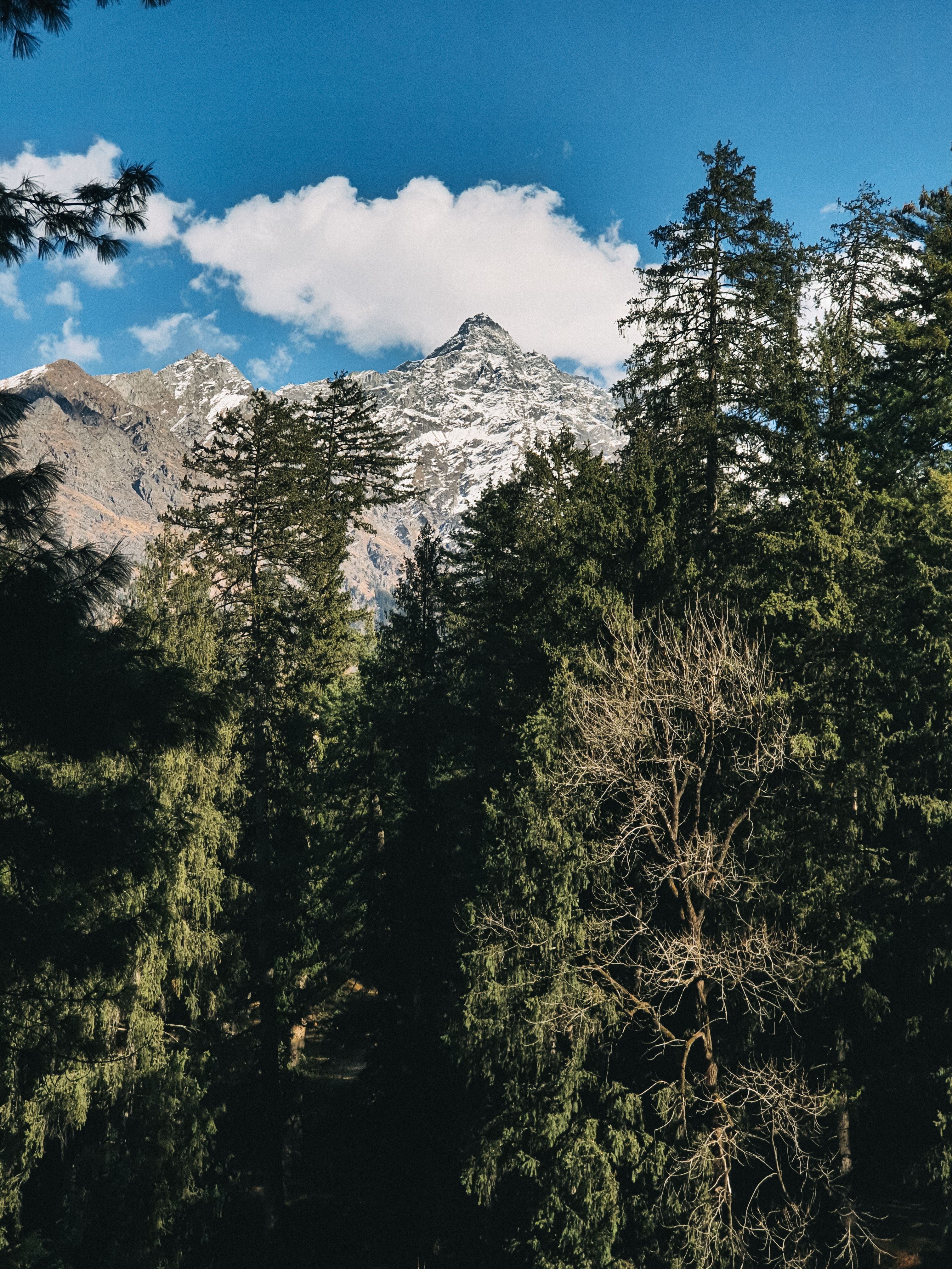A Green Trees on Mountain Under the White Clouds and Blue Sky · Free ...