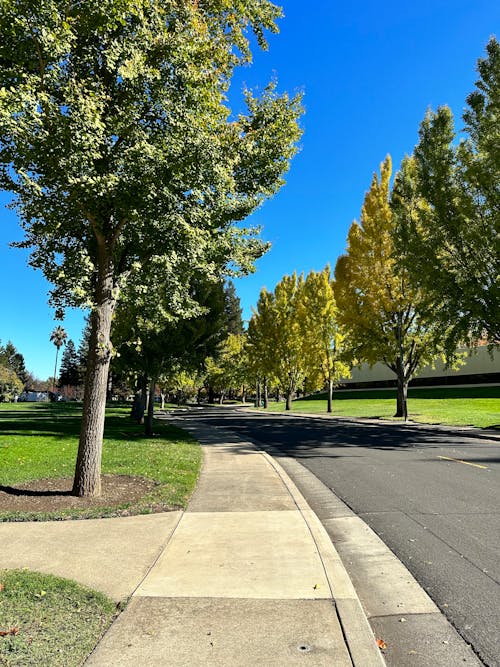A Concrete Road Between Green Trees