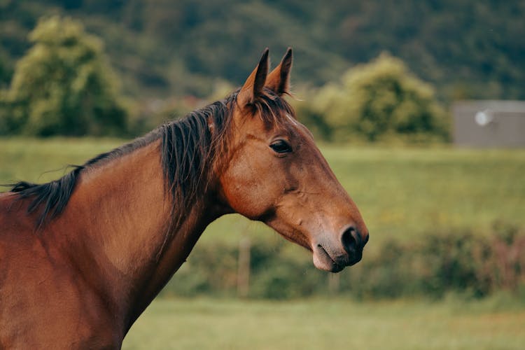 Horse In Pasture