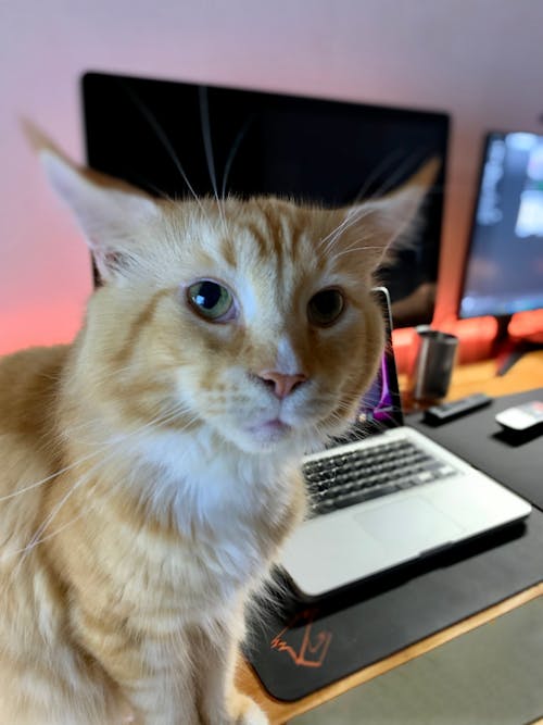 Cat on Desk
