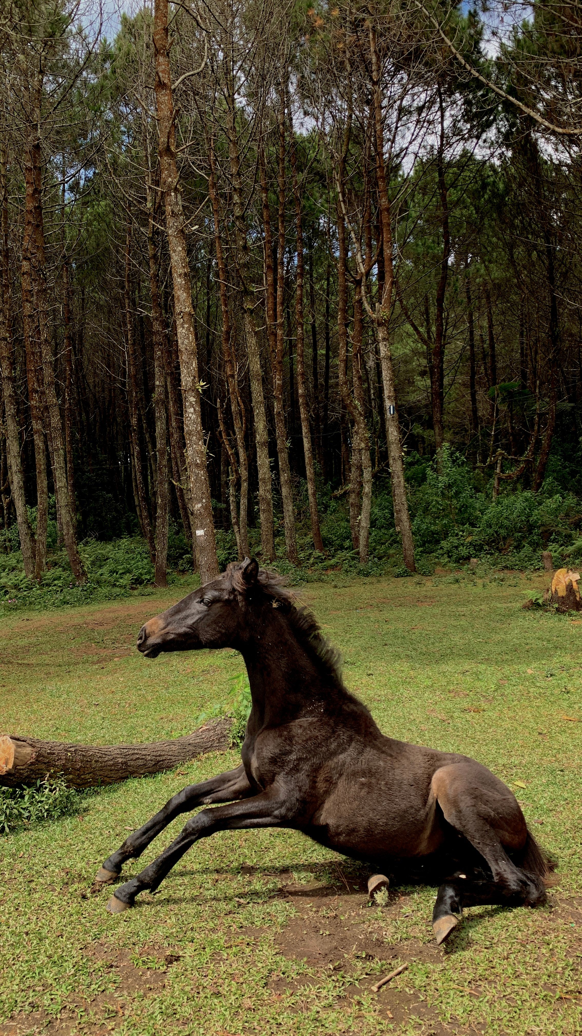 Black horse sitting in a lush forest in Bandung, Indonesia.