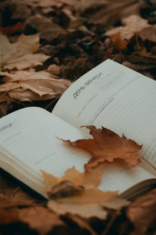 Autumn Leaves on Notebook on Ground