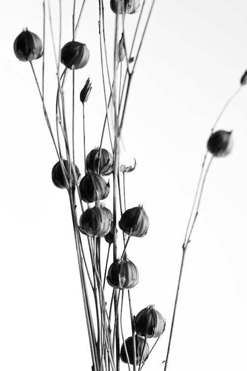 Foto d'estoc gratuïta de blanc i negre, branques, branquillons