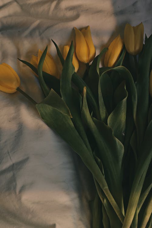Yellow Tulips on White Bedding