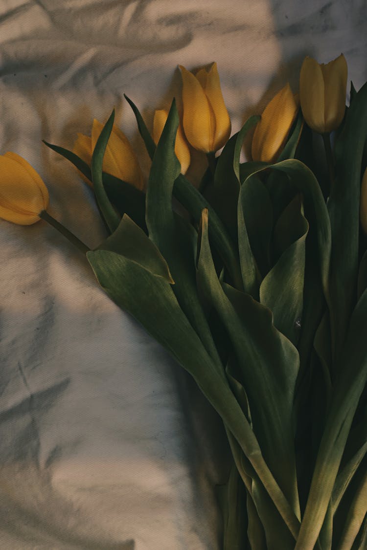 Yellow Tulips On White Bedding