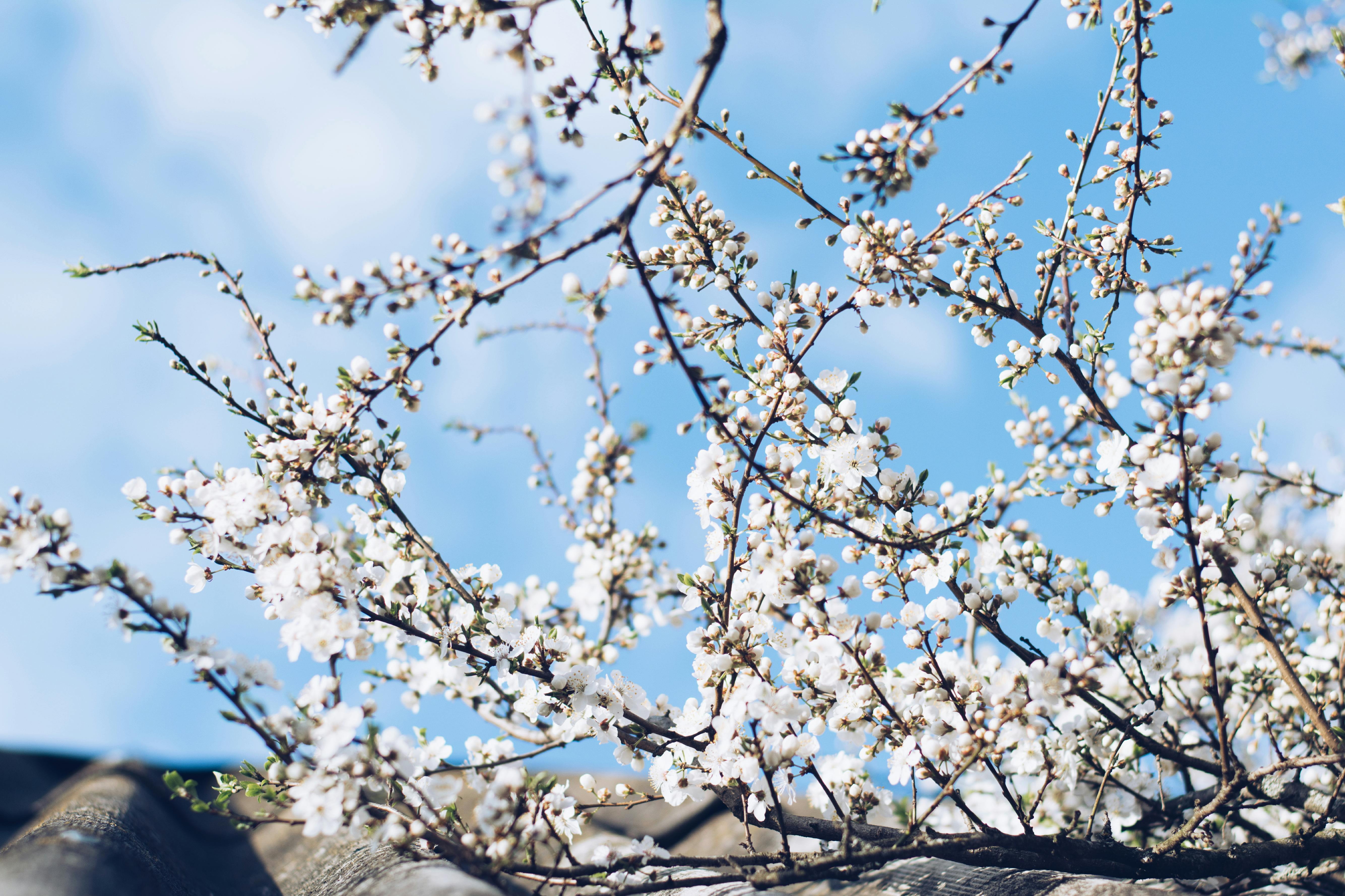白樱花在蔚蓝的天空下盛开