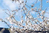 白樱花在蔚蓝的天空下盛开