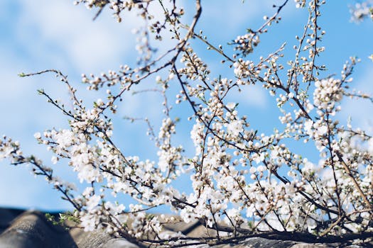 白樱花在蔚蓝的天空下盛开