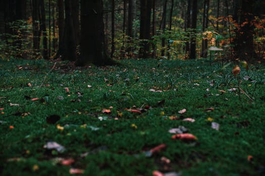 Discover the tranquil beauty of the forest floor covered in green moss and autumn leaves.
