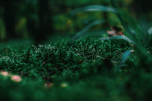 Free Closeup Photo of Green Grass Stock Photo