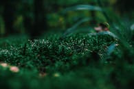 森林地面上，一片充满活力的绿色苔藓特写，尽显宁静与自然