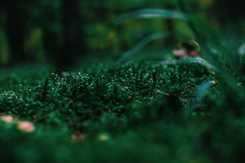 Free A detailed close-up view of vibrant green moss on a forest floor, embodying tranquility and nature. Stock Photo
