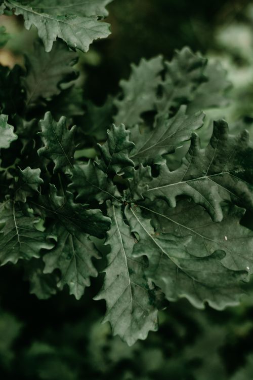 Free Close-up view of dark green kale leaves showcasing their intricate texture and freshness. Stock Photo