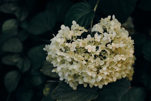 Close Up Zdjęcie Białego Kwiatu Klastra Płatkami