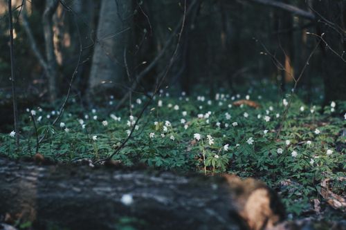 Free Tranquil forest scene with white flowers blooming among vibrant green foliage. Stock Photo