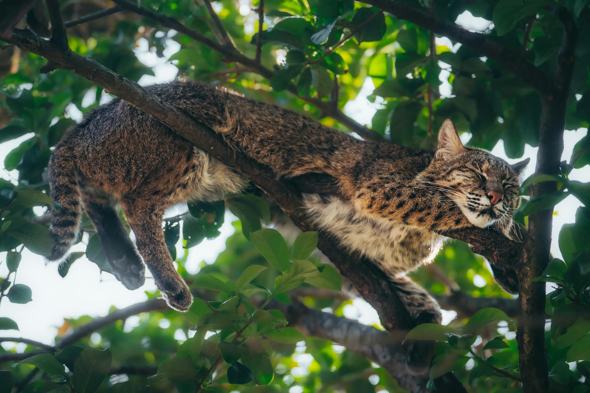 Bobcat Sleeping on Tree Branches