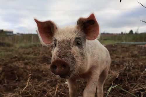 Free A close-up portrait of a muddy pig in a rural setting in Bourg-lès-Valence, France. Stock Photo