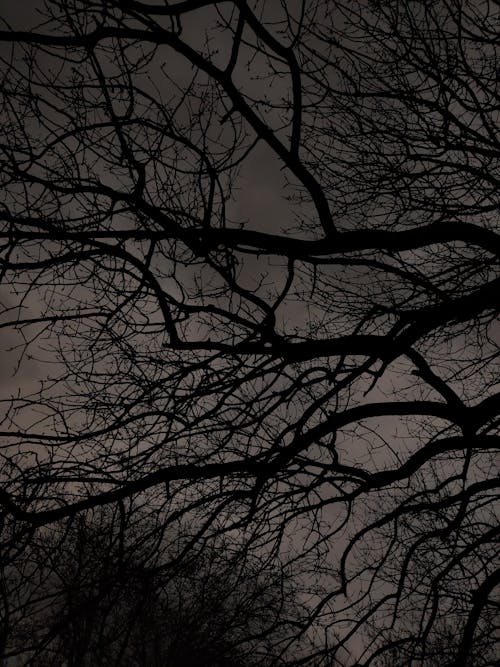 Fotos de stock gratuitas de árbol desnudo, blanco y negro, cielo gris