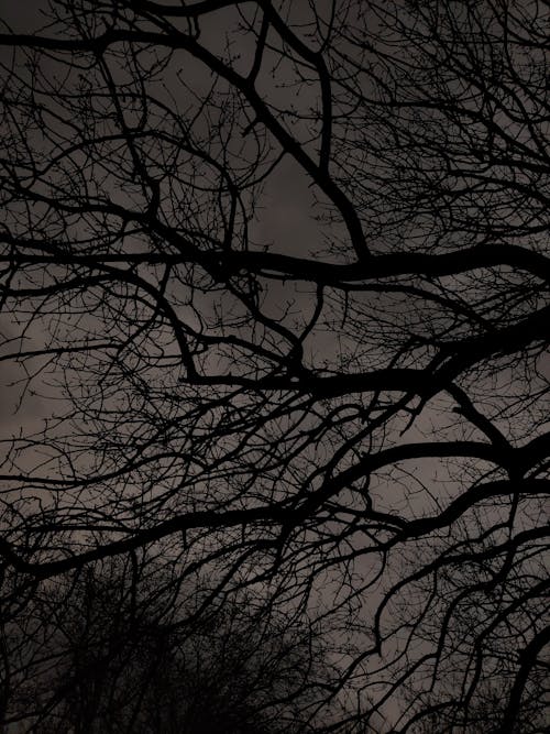 Silhouette of Bare Tree Branches