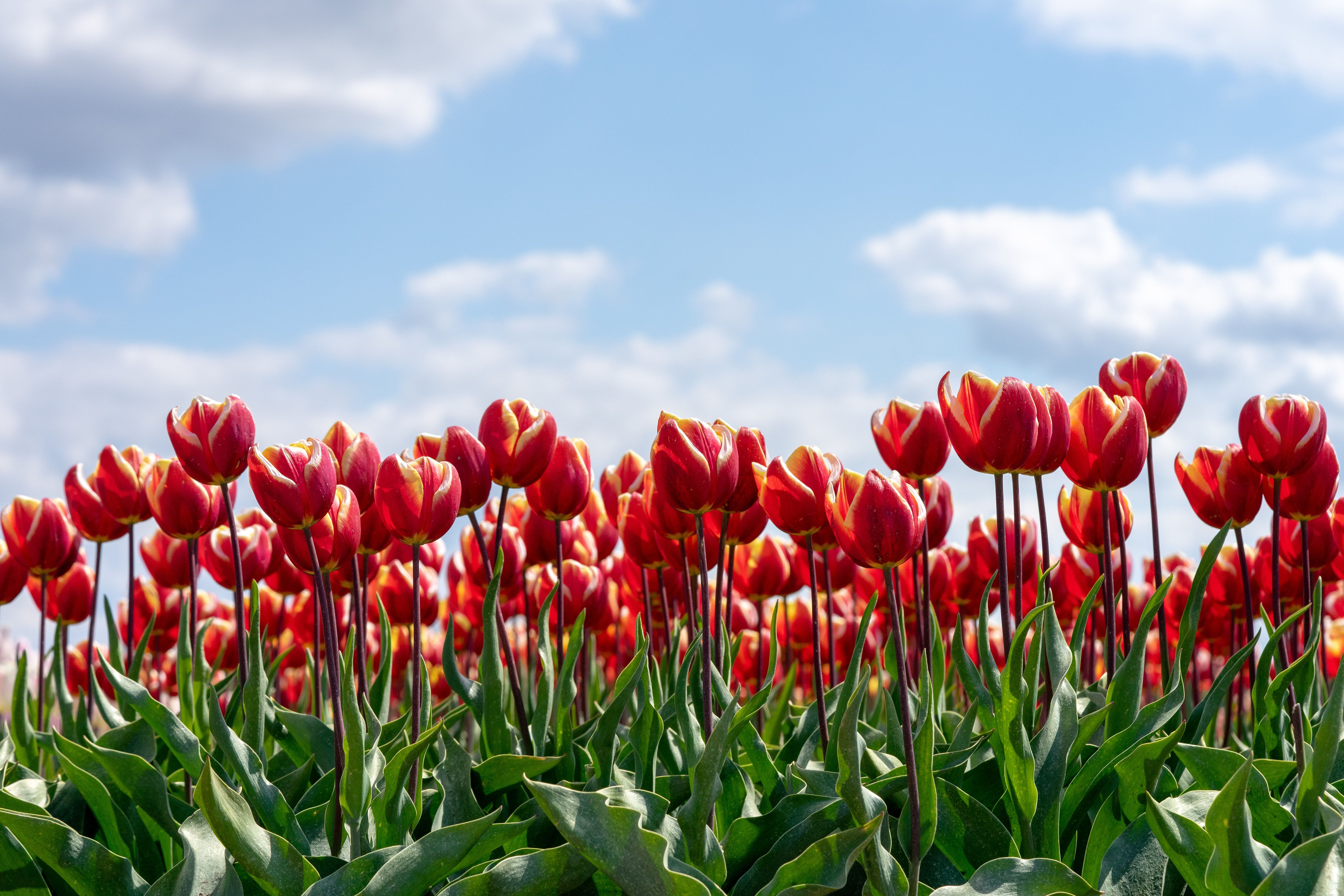 Blooming Red Tulips under the Cloudy Sky · Free Stock Photo
