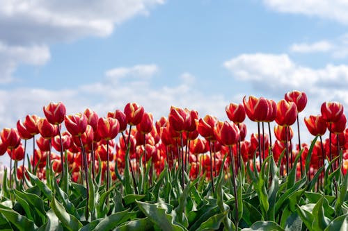 Fotos de stock gratuitas de campo de flores, cielo nublado, crecimiento