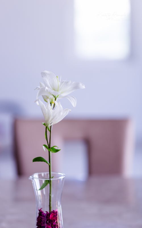 Selektiver Fokus Fotografie Der Weißen Blütenblattblume In Der Vase