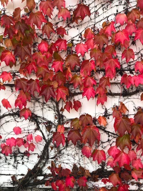 Red Leaves on White Wall