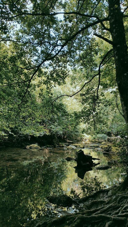 Gratis arkivbilde med grønn, liten elv, naturfotografi