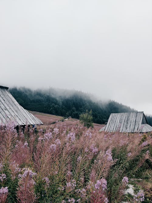 Foto profissional grátis de campo de flores, galpão de madeira, neblina