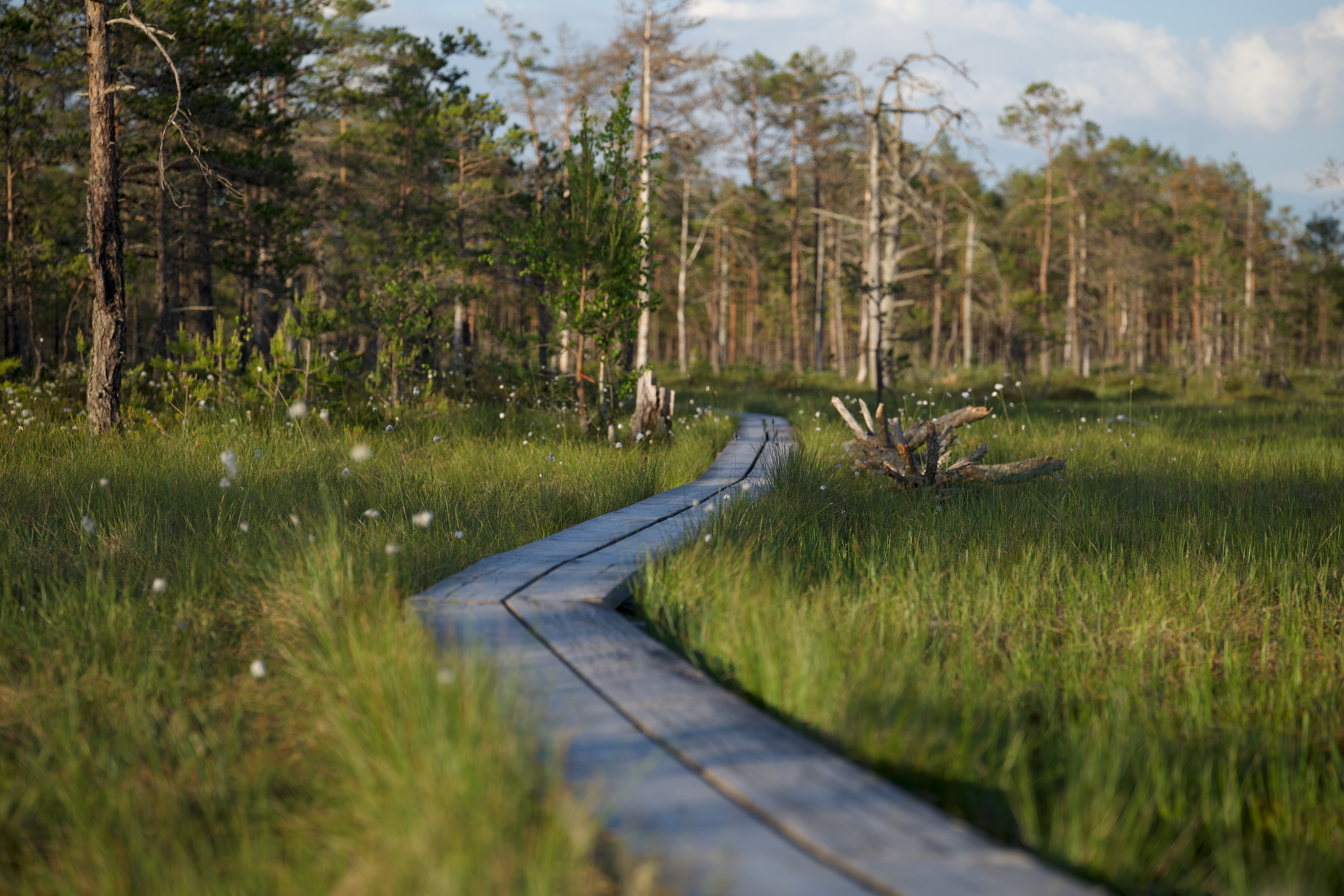 Wooden Footpath on Swamp · Free Stock Photo