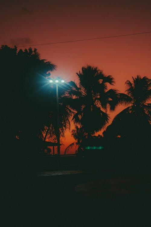 Street Lamp and Palm Trees Silhouette behind at Sunset