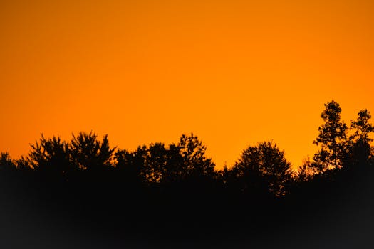 Dramatic silhouette of trees against a vibrant orange sky at sunset.