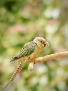 Colorful green conure parrot sitting on a branch with blurred background, showcasing vivid plumage.