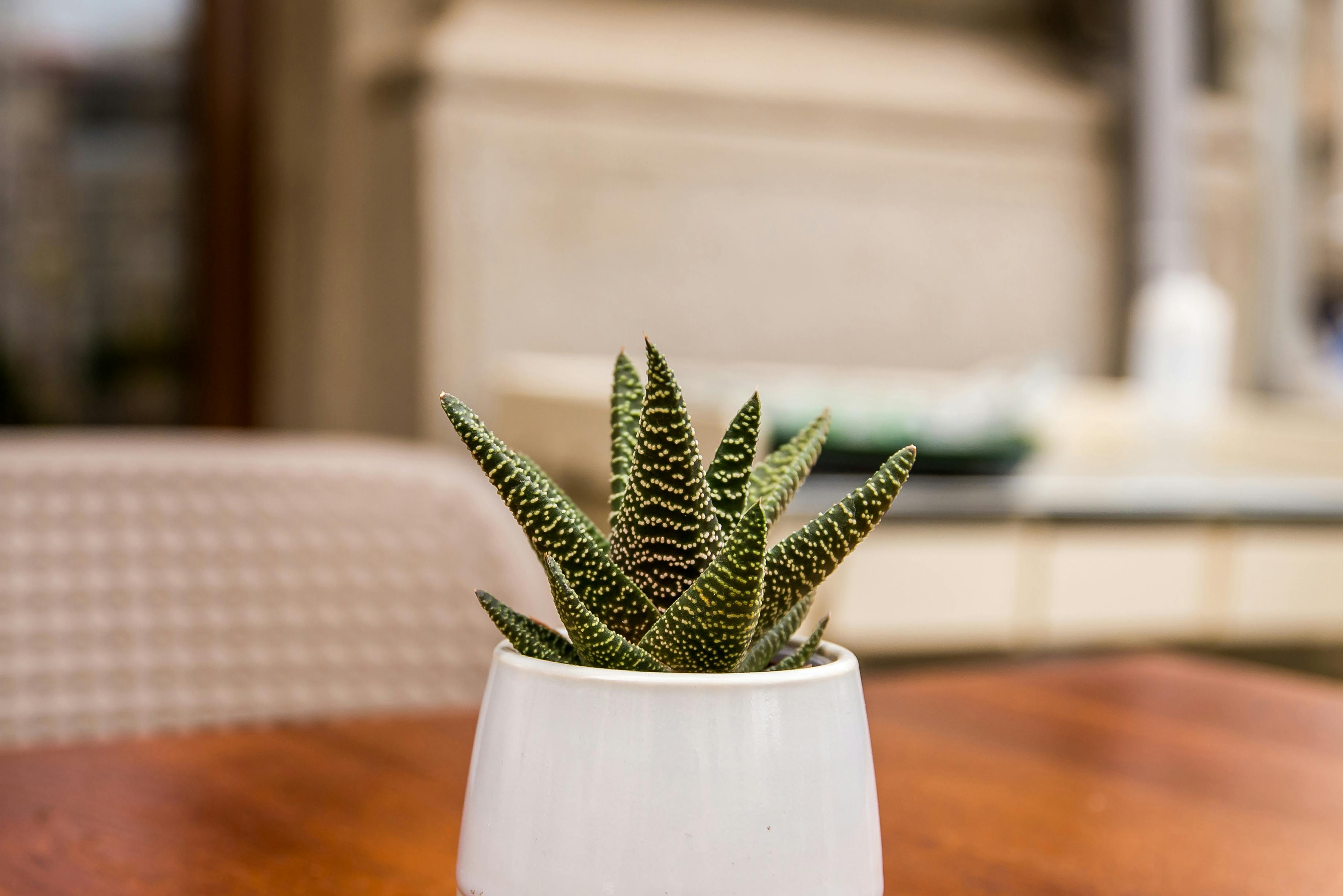 Green Aloe Vera on White Ceramic Vase · Free Stock Photo