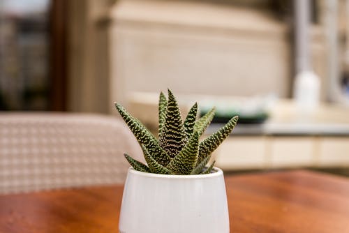 Free Green Aloe Vera on White Ceramic Vase Stock Photo