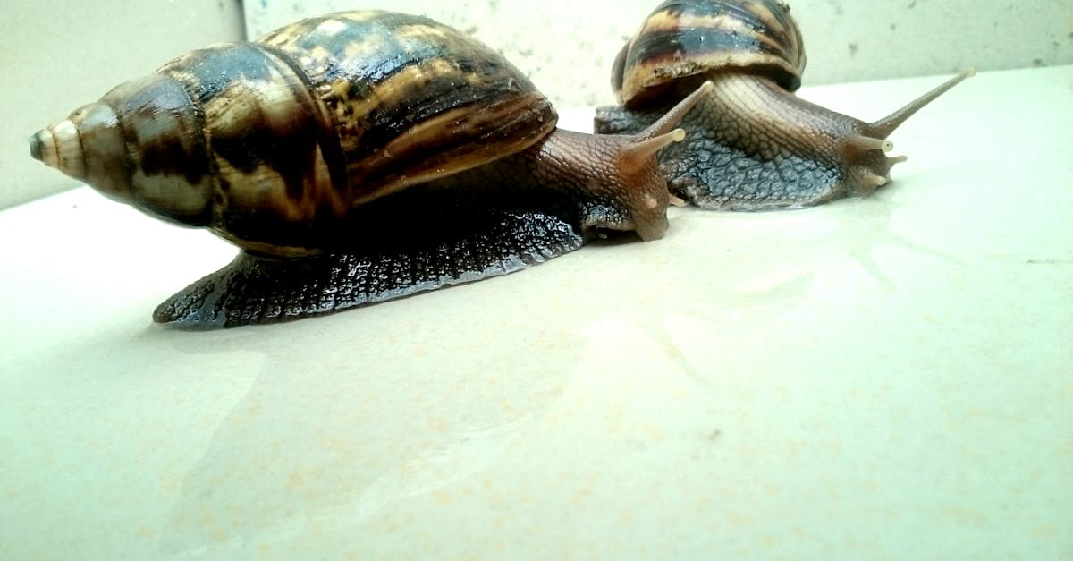 カタツムリ 腹足類 軟体動物の無料の写真素材