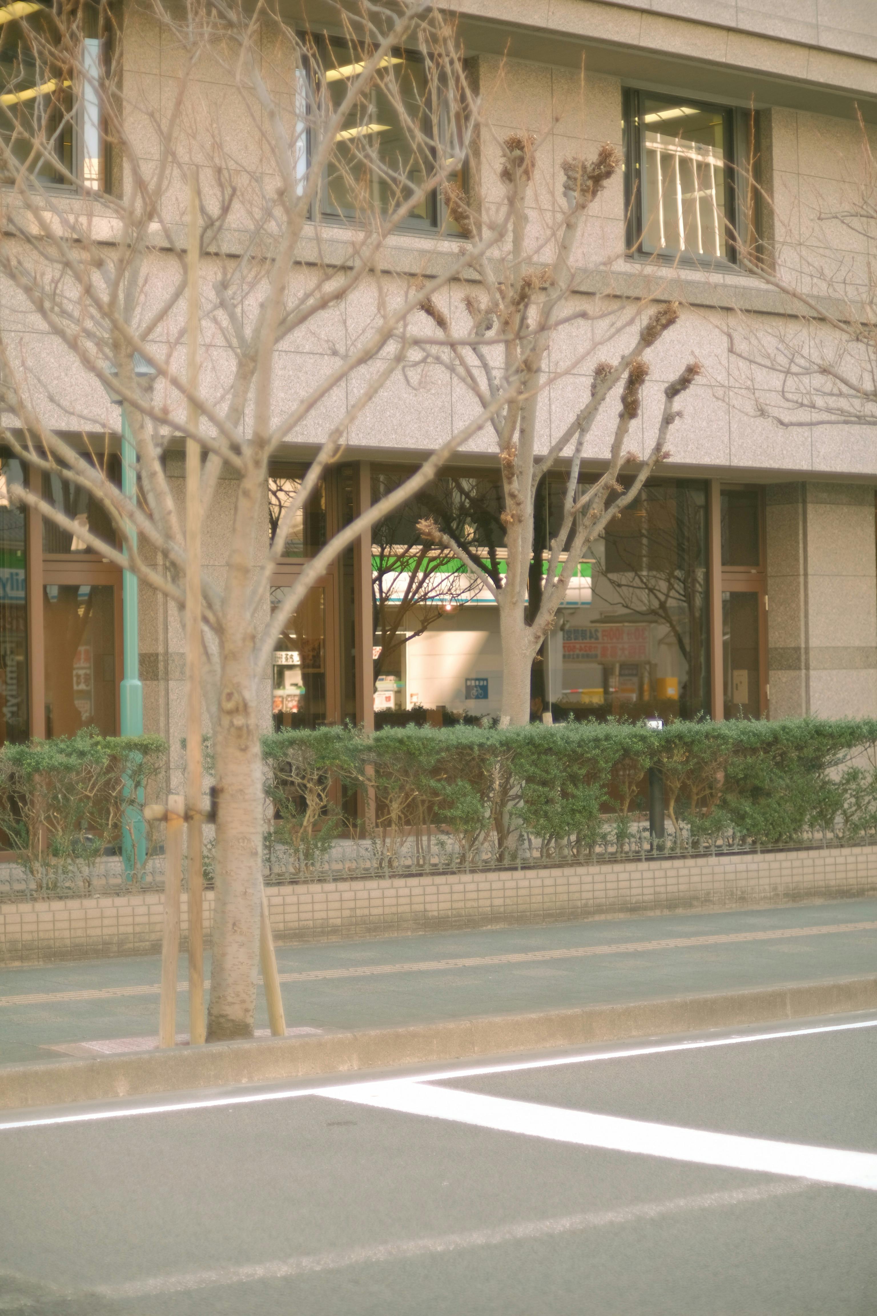 Kostnadsfria Kostnadsfri bild av arkitektur, årstid, bara träd Stock foto