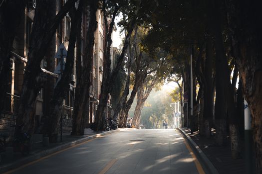 A serene urban street lined with towering trees, casting dappled shade in soft light.