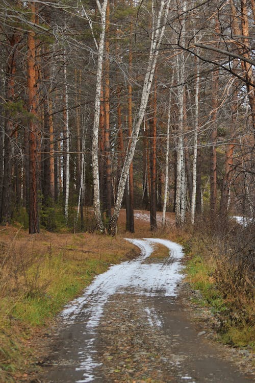 Photo of Dirt Road in Between Trees