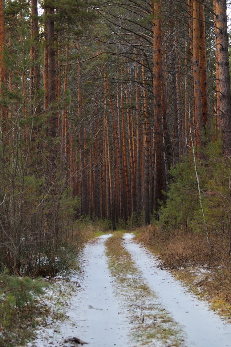 Dirt Road Through Forest In Winter