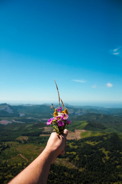 Person Holding Pink and Purple Petaled Flowers Front of Green Field