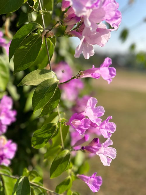 Pink Flowers and Green Leaves